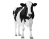 Boerderij